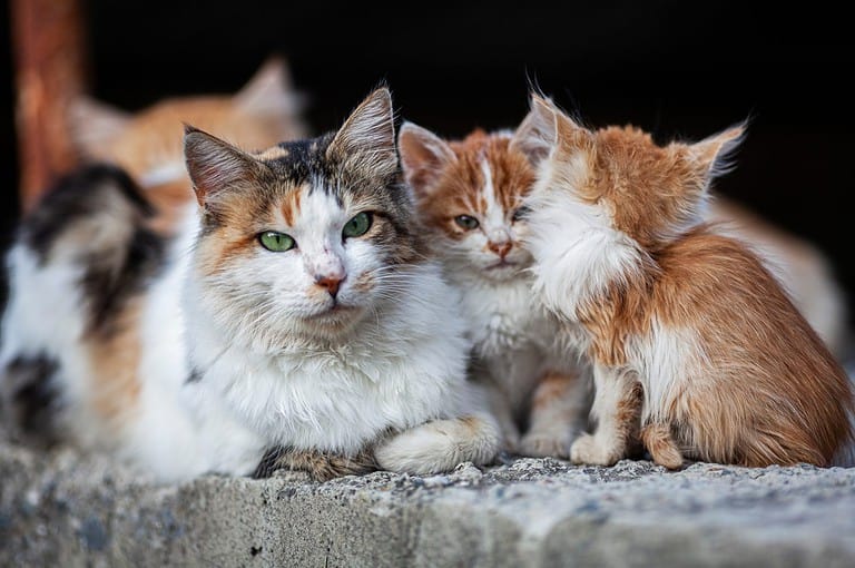 Stray cats on the streets of Cyprus