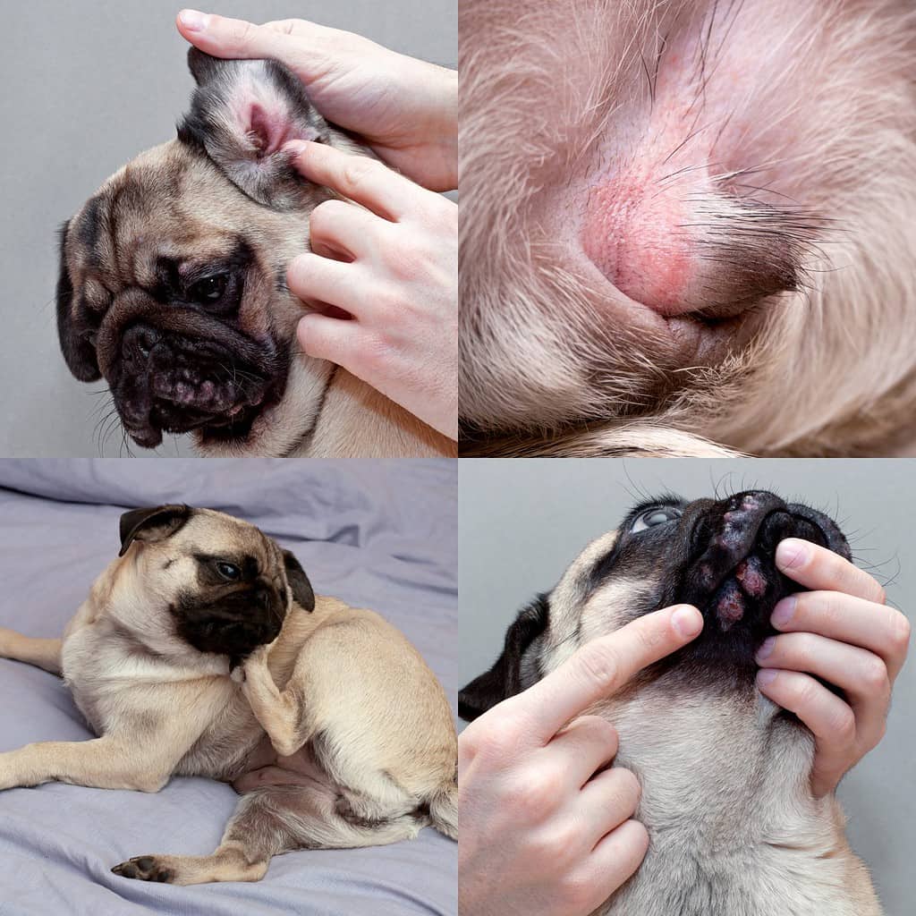 dermatological problems caused by allergies in dogs. collage with pug dog