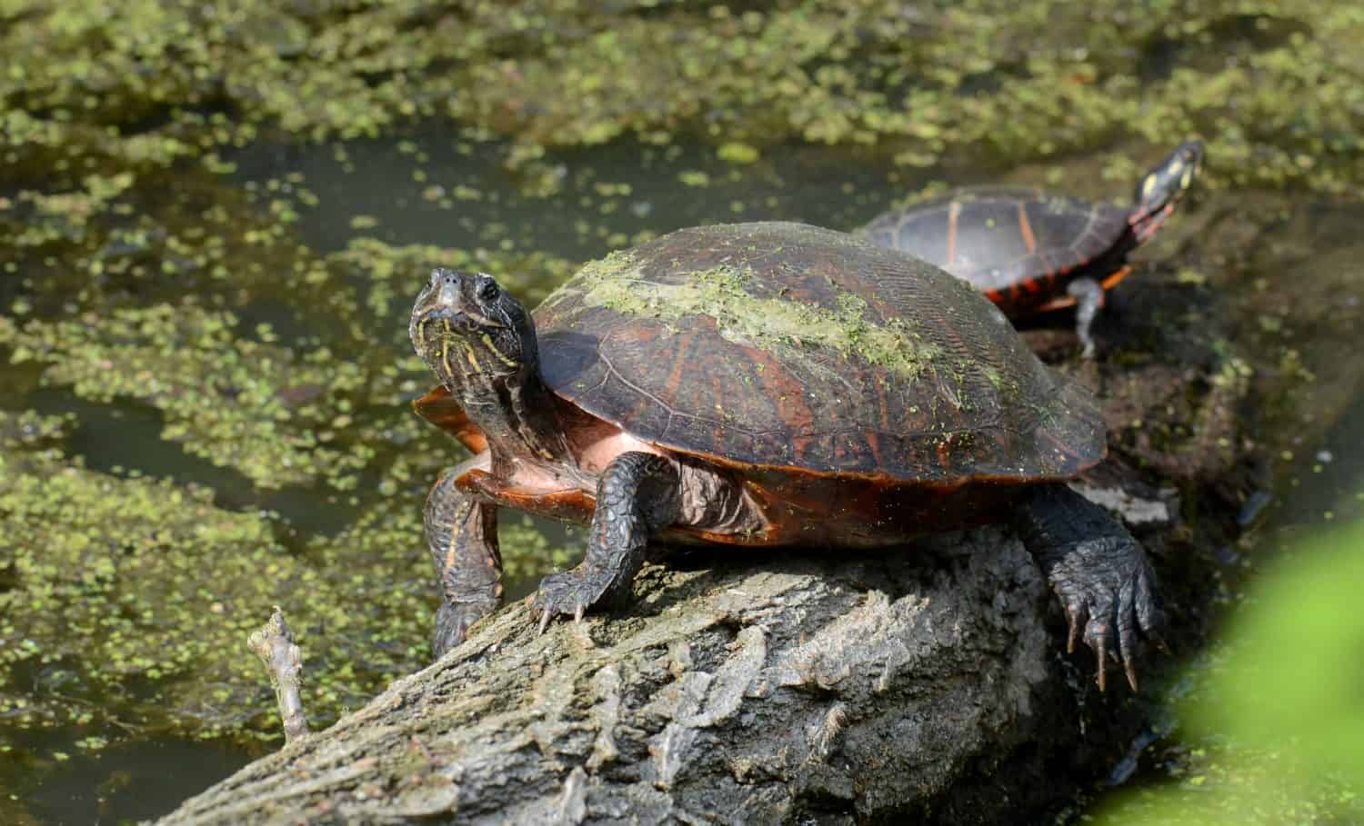 The Complete List of All 13 Turtles Found in Pennsylvania - A-Z Animals