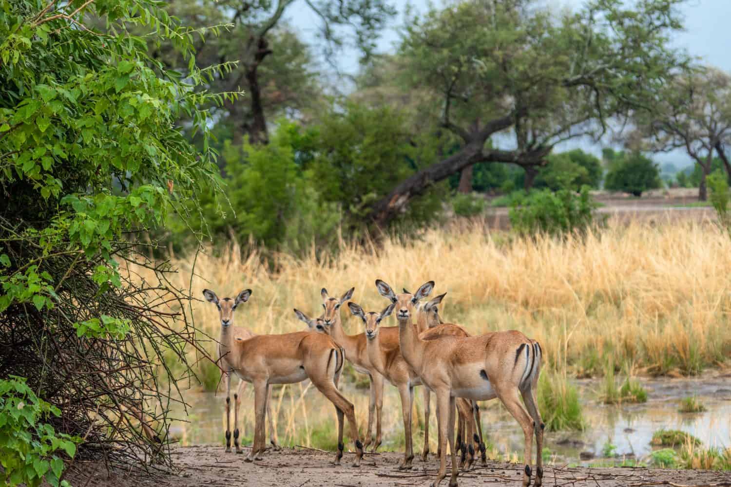 Babies impala stopping for the camera