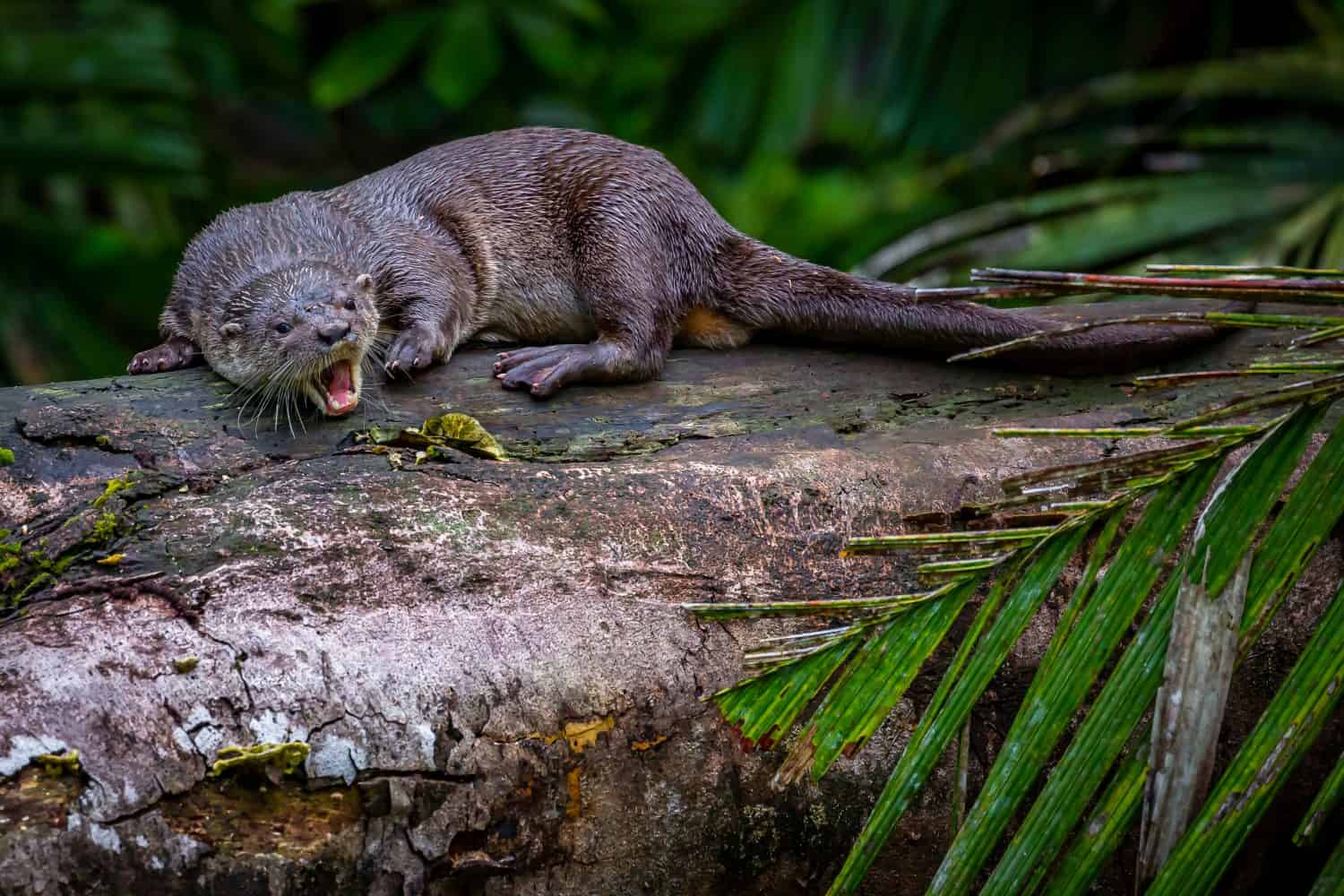 Neotropical River Otter in Costa Rica