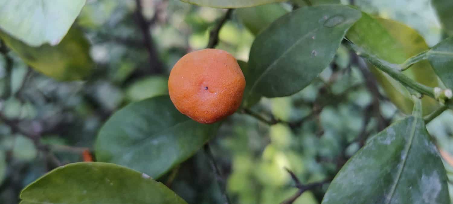 Garcinia livingstonei (African mangosteen, lowveld mangosteen, Livingstone's garcinia or imbe) fruit on tree in the park  