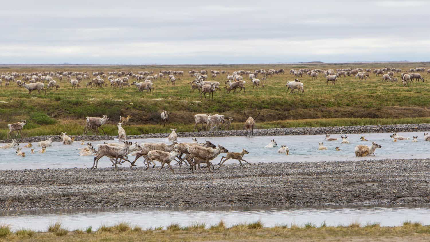 USA, Alaska. Caribou of the Porcupine Herd on the North Slope crossing the Sag River near Prudhoe Bay.