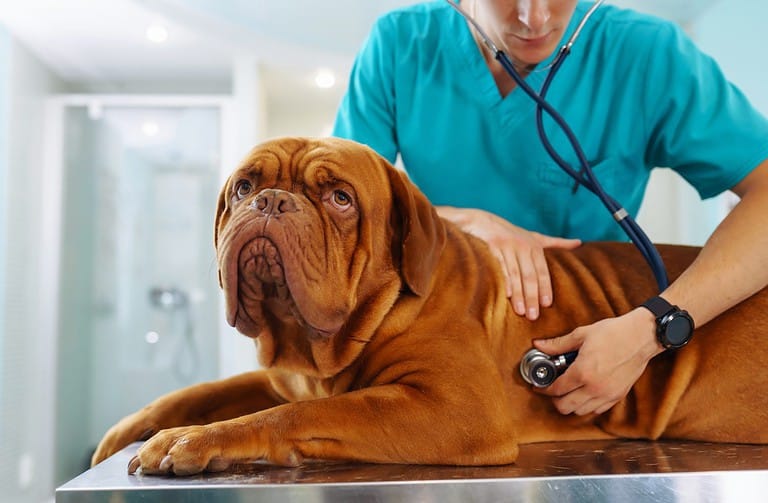 View of Can You Give Ibuprofen to Dogs? Safe Pain Relief Options, Explained - A ...