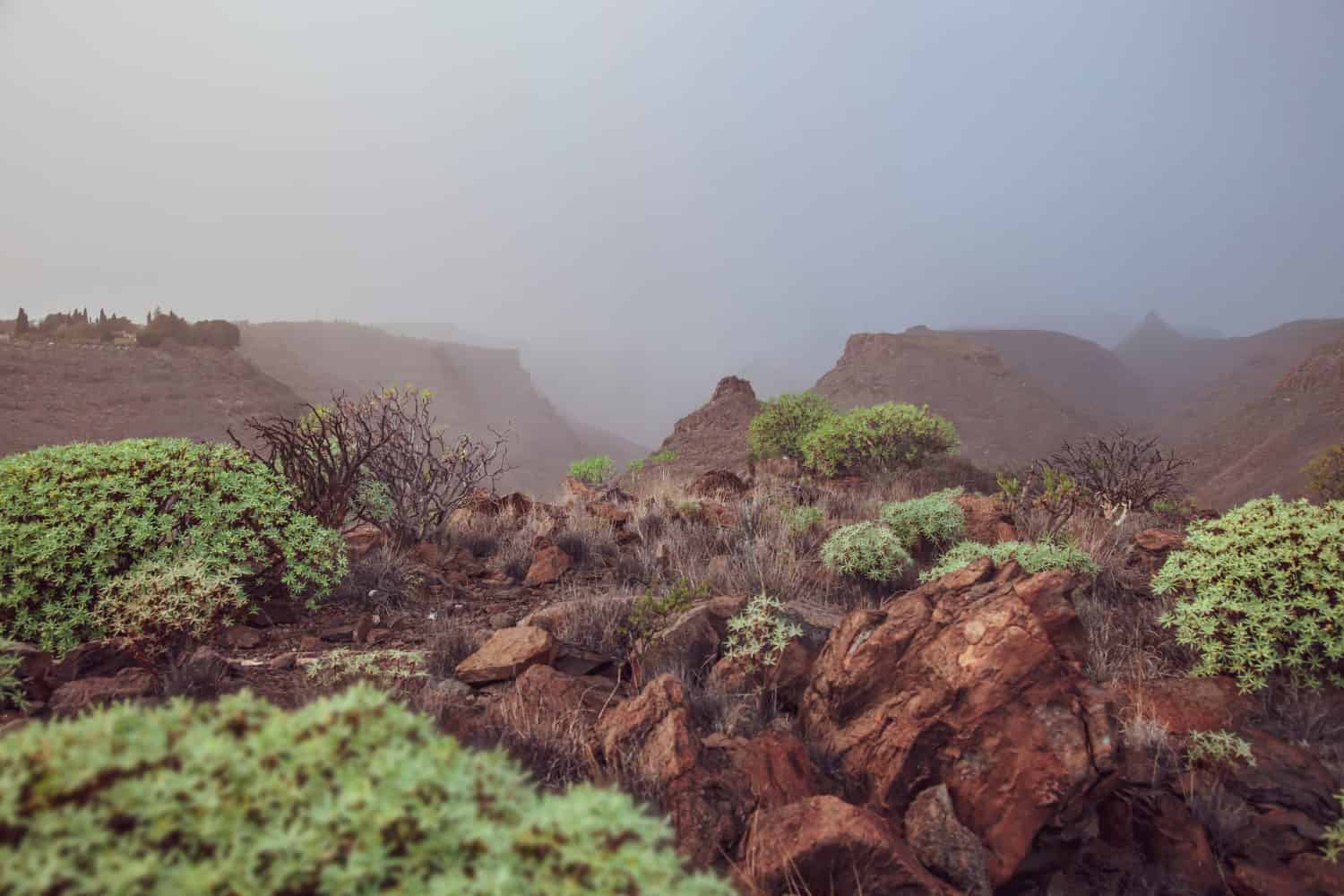 Red volcanic rocks of La Palma island in fog. Green desert plants grow on stones in the Canary Islands. Warm colors. Scenery, natural landscape. Looks like terraformed Mars, valley of the Mariner.