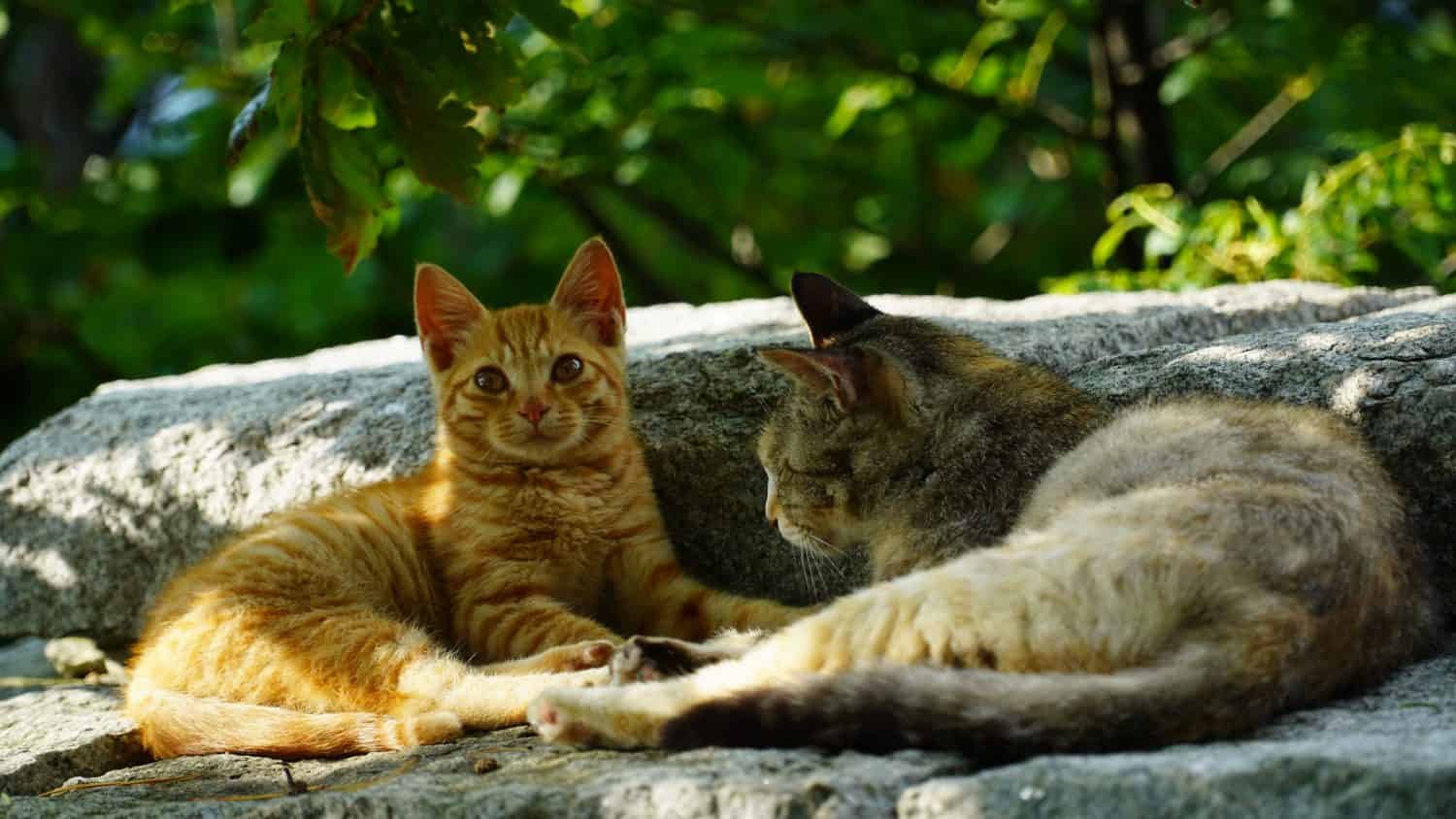                       The yellow Korean short haired little cat is resting with its mother. It looks like you're having a happy time with your mom's cat on the wall in the cool breeze.         