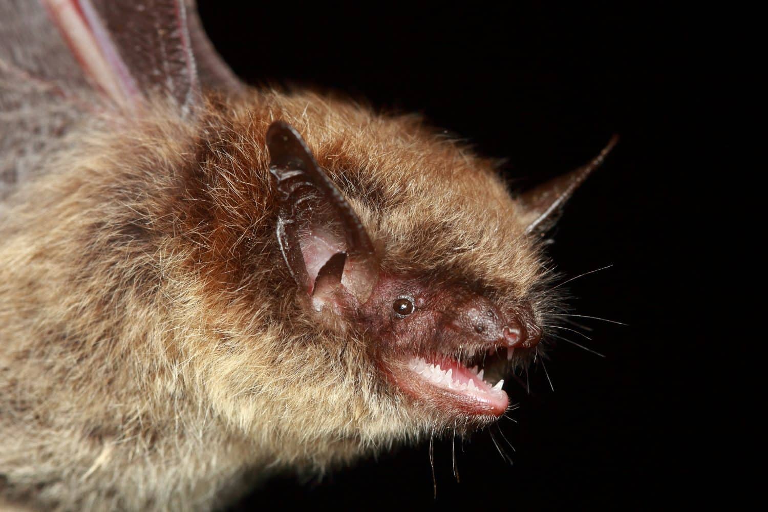 Brandt's bat (Myotis brandtii) portrait in natural habitat