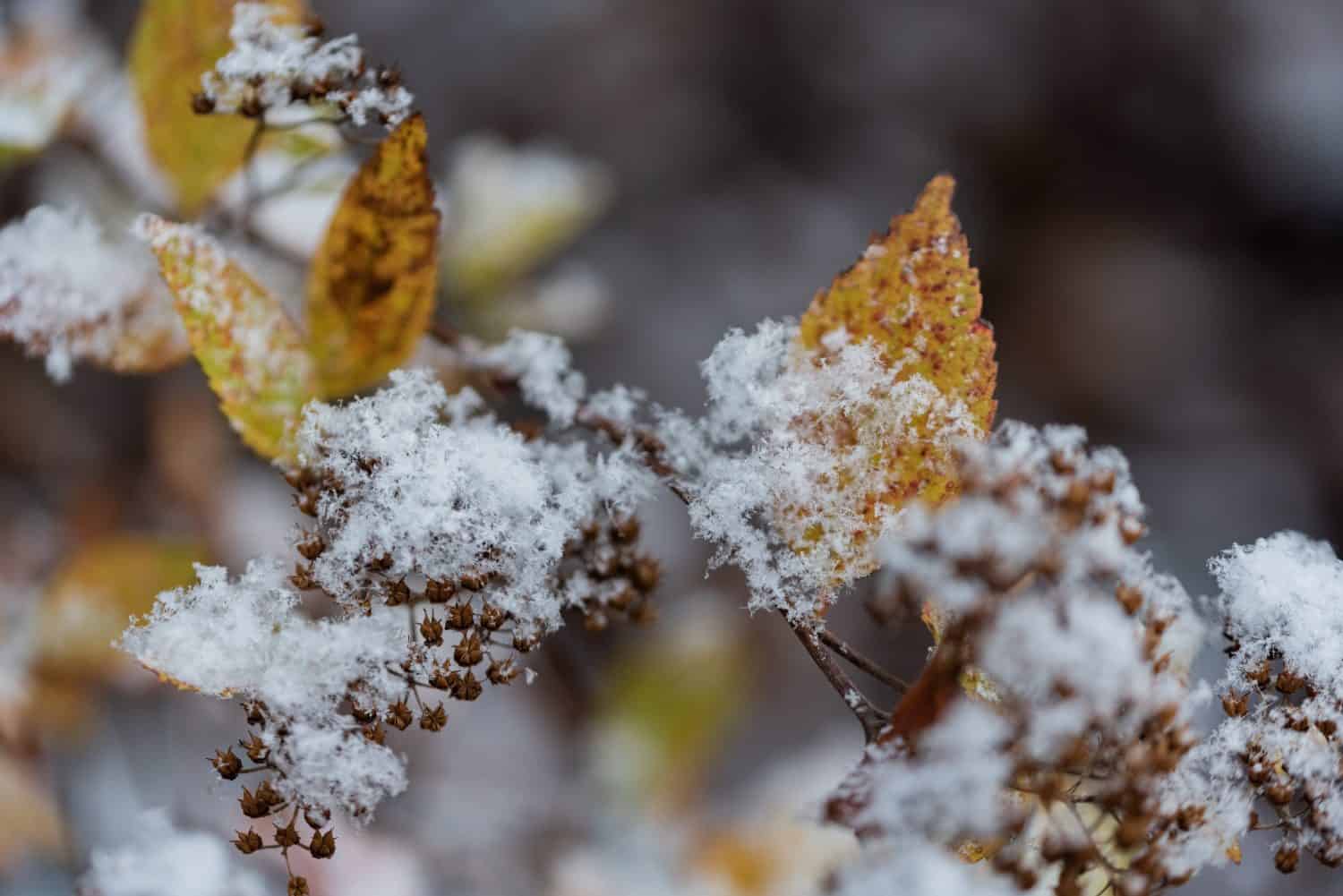 The first snow on the plants in the garden. Autumn weather. Snowflakes on green plant leaves. The change of seasons and cooling down in heat.
