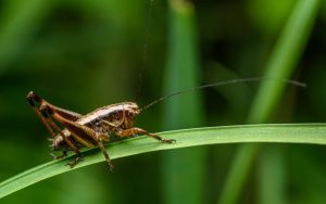 Cricket Poop: Everything You’ve Ever Wanted to Know Picture