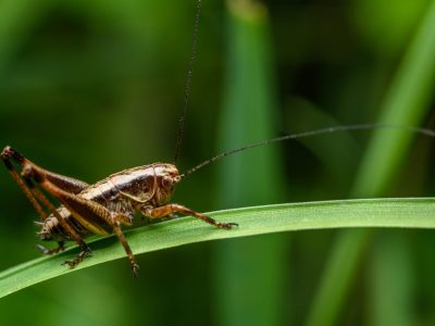 A 8 Effective Ways to Get Rid of Crickets in Your Yard