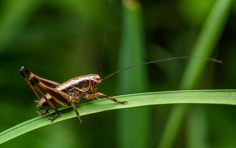 dark bush-cricket (Pholidoptera griseoaptera) on grass blade