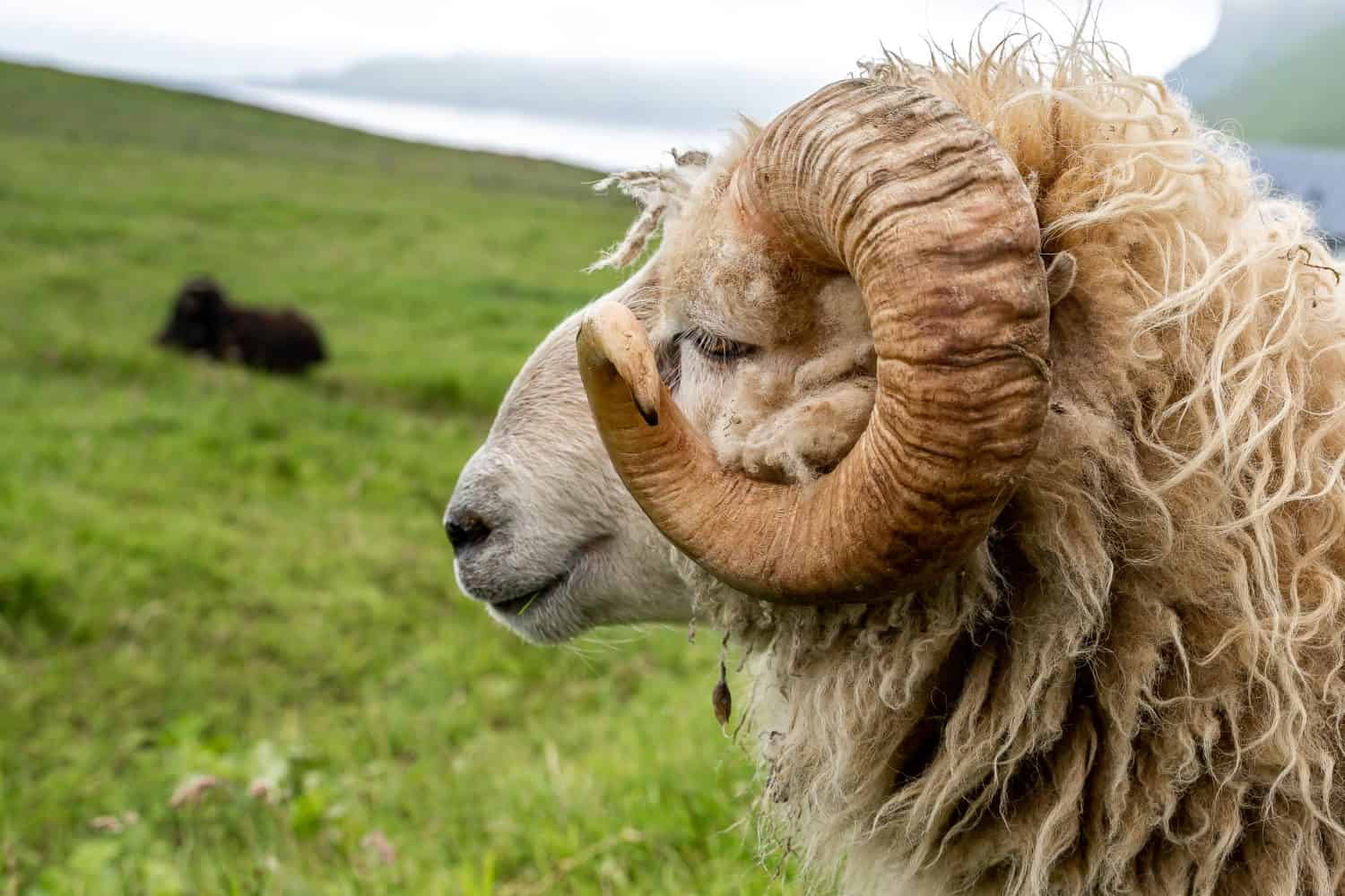 Closeup view of the Sheep and Rams in the fields of the Faroe Islands