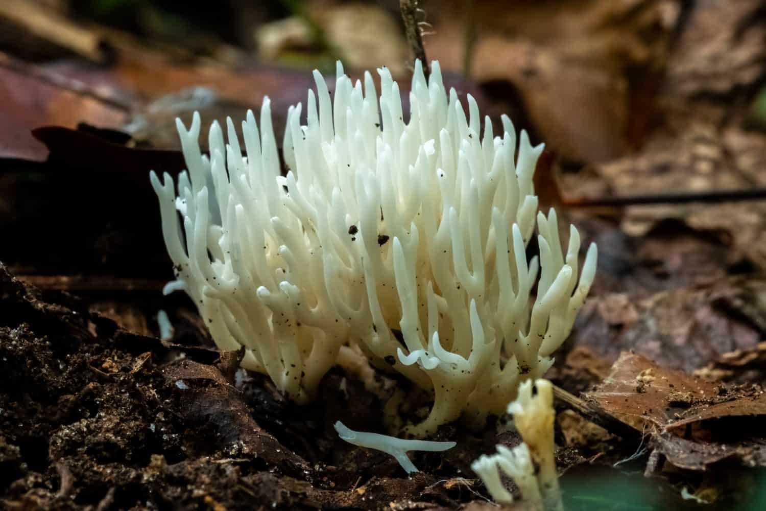 White Coral Fungus (Ramariopsis kunzei) grows in the forest during fall. Raleigh, North Carolina.