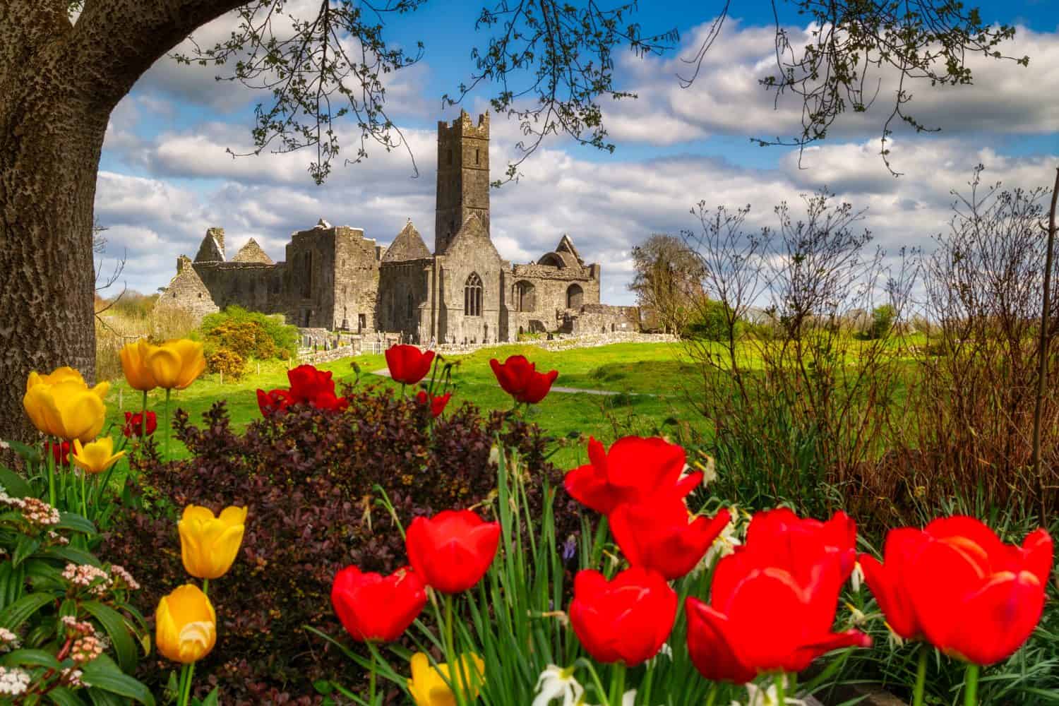 Beautiful ruins of the Quin Abbey with blooming flowers in Co. Clare, Ireland