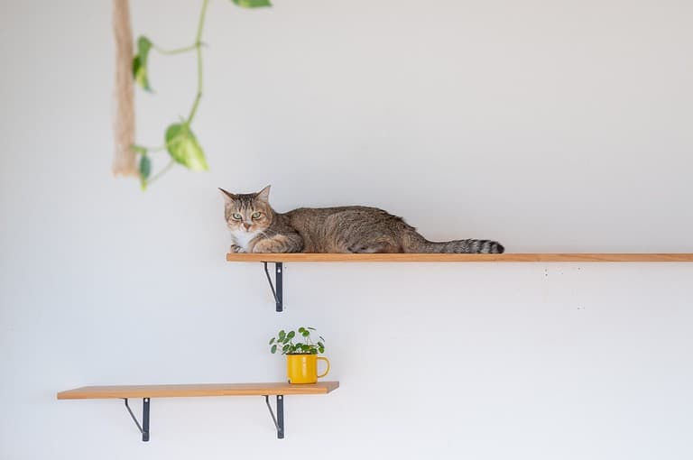 Kijitora cat sitting in a catloaf relaxing on a catwalk