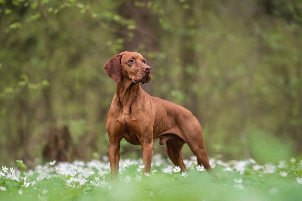 A male Hungarian Vizsla dog standing among white flowers against the backdrop of a lush spring forest. Looking away