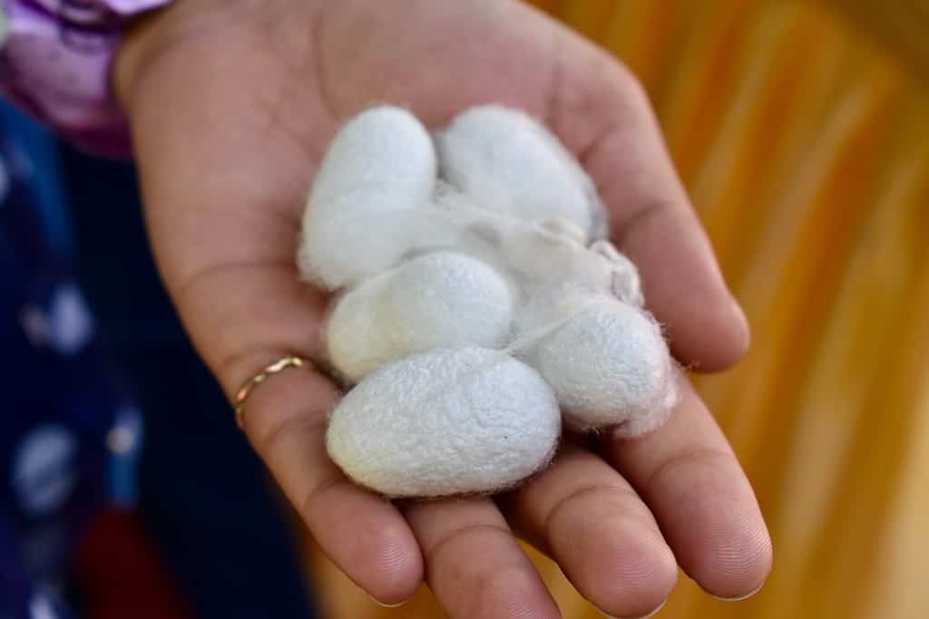 hands holding silkworm cocoon ball.