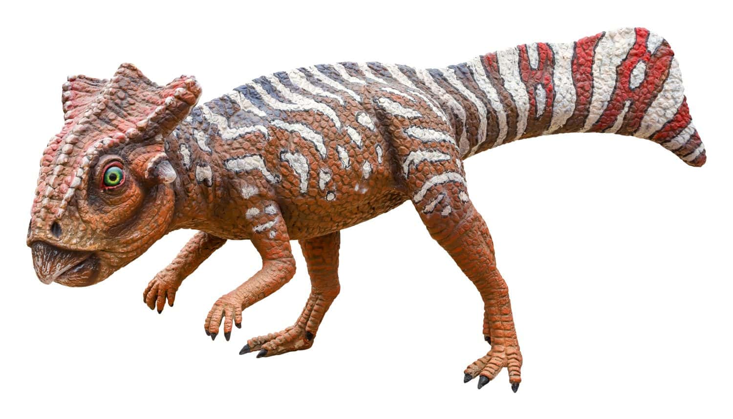 Koreaceratops is a herbivore genus of basal ceratopsian dinosaurs discovered in Albian-age Lower Cretaceous rocks of South Korea. Koreaceratops isolated on white background with clipping path.