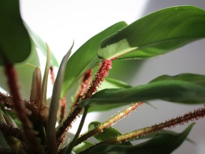 A Philodendron Squamiferum Care Guide: 7 Tips for a Healthy Plant