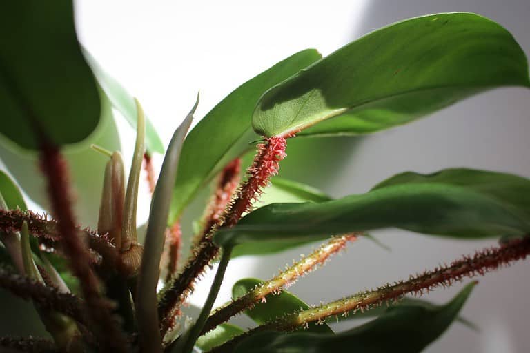 Philodendron Squamiferum fuzzy red foliage jungle plant