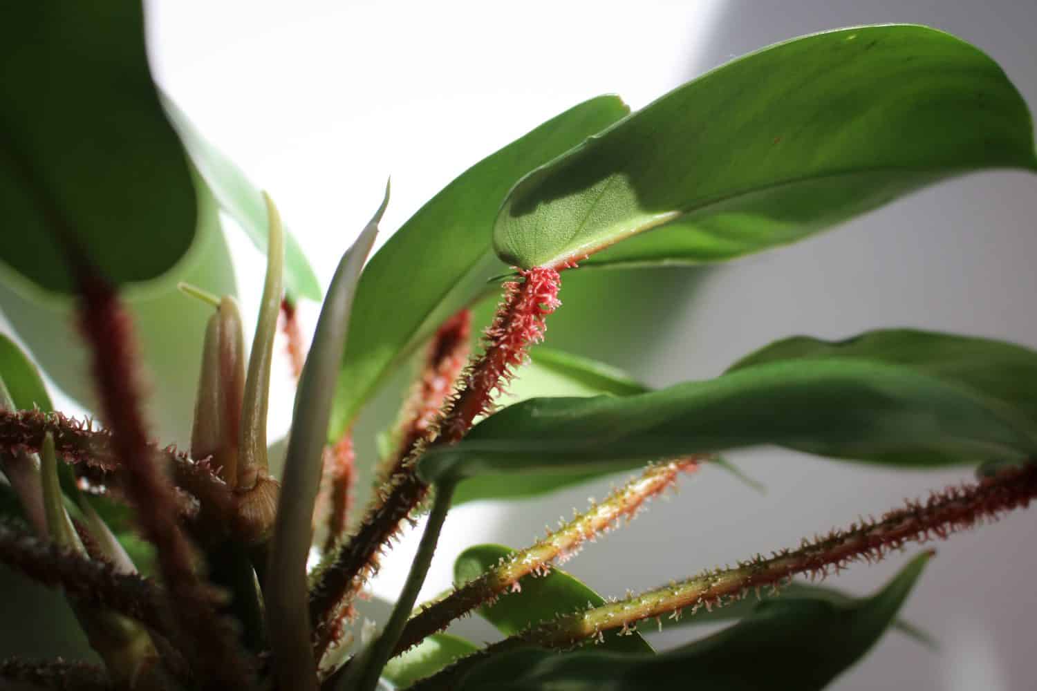 Philodendron Squamiferum fuzzyred foliage jungle plant