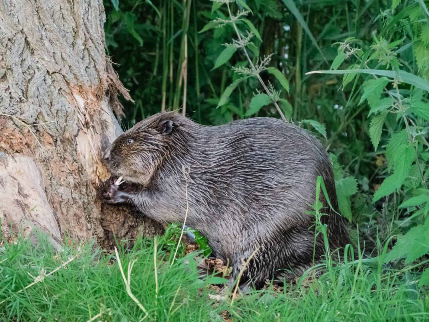 Beaver eating away at bark of a tree
