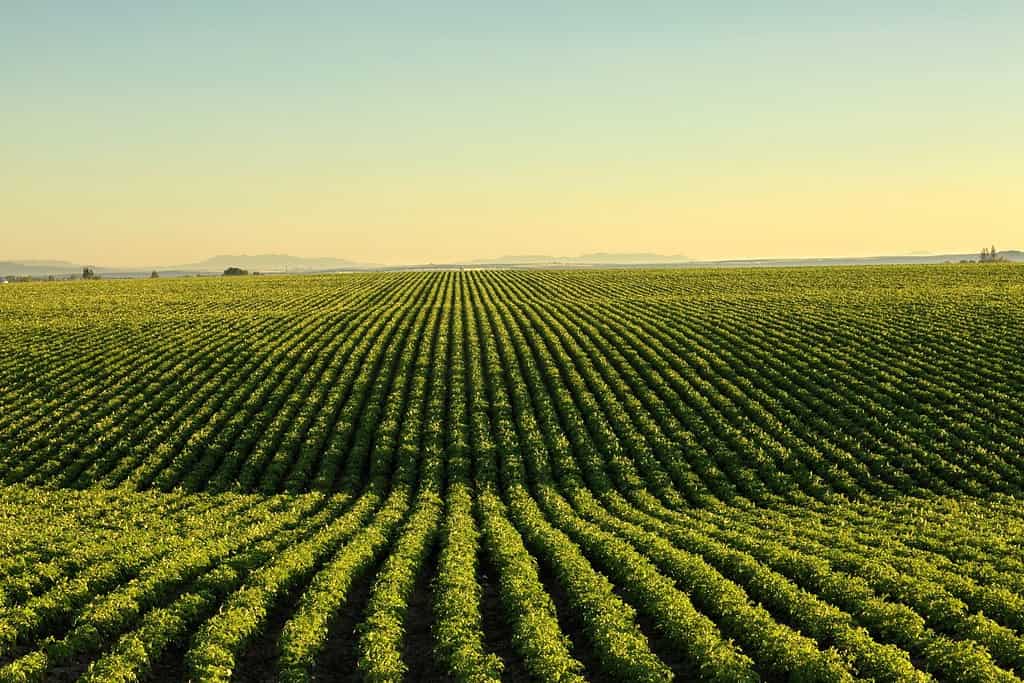 An early morning view of the rows in a field of potatoes in the rolling fertile farm fields of Idaho.