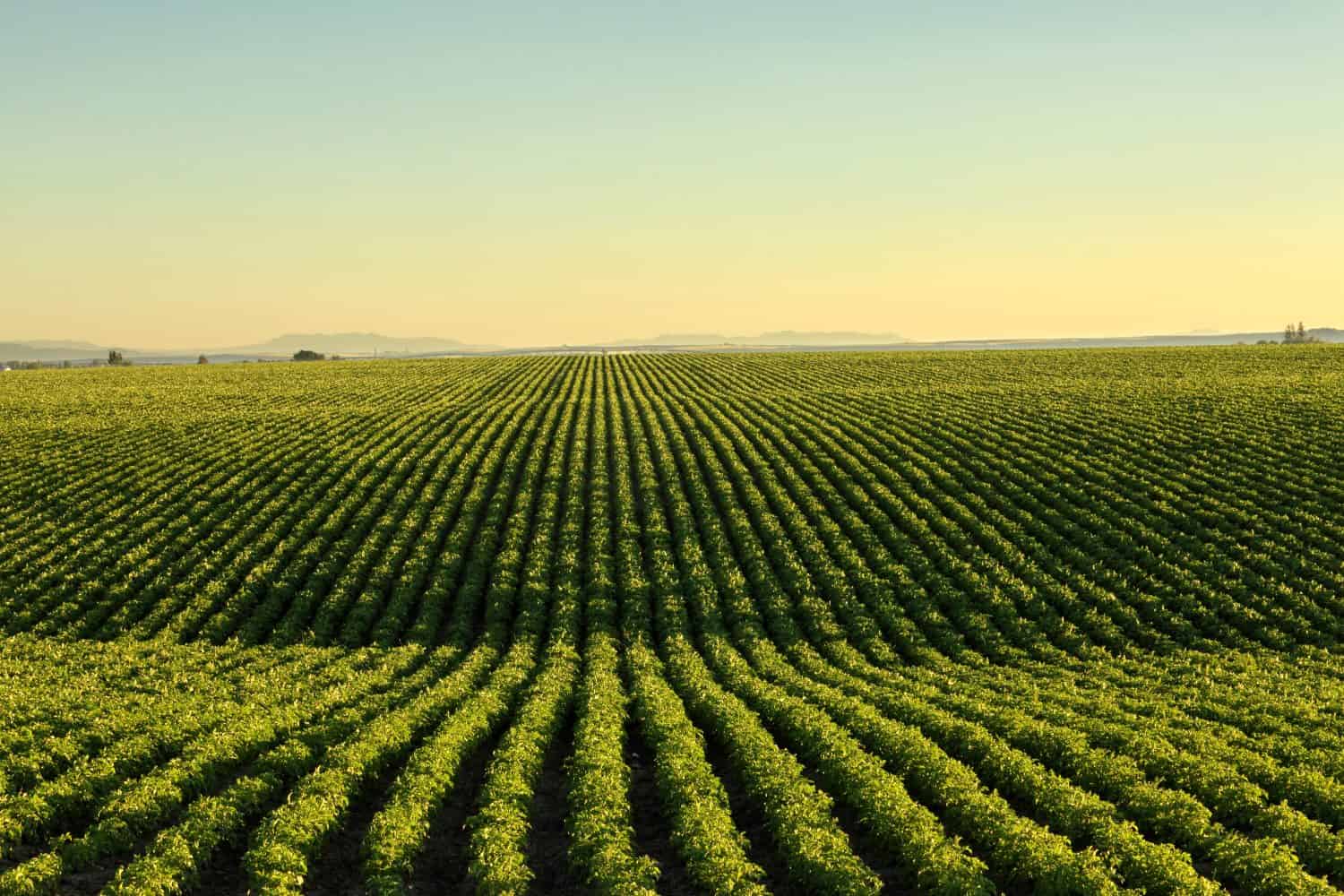 An early morning view of the rows in a field of potatoes in the rolling fertile farm fields of Idaho.