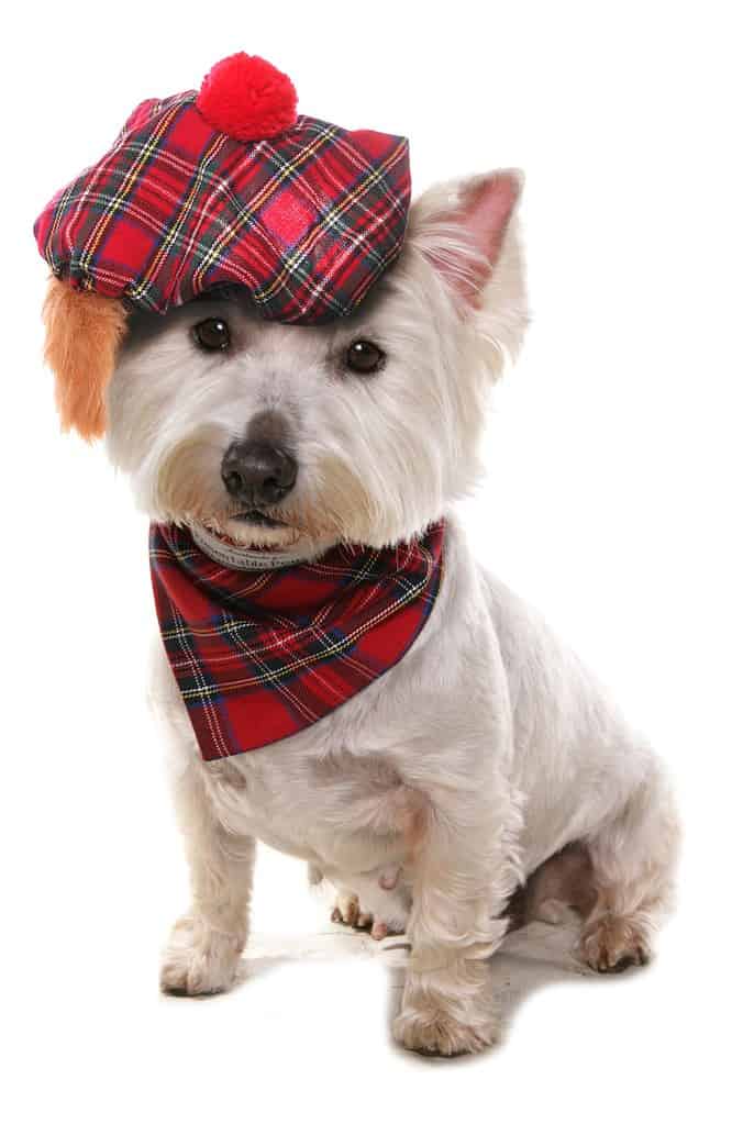 West highland terrier wearing a tartan hat