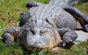 Vexed Crocodile Attempts to Death Roll His Caretaker Picture