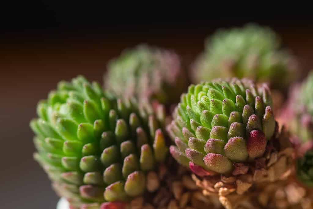 Succulent rosularia close-up soft focus