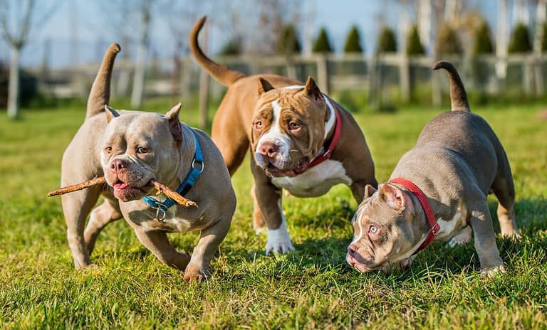 Three Chocolate color American Bully dogs are walking