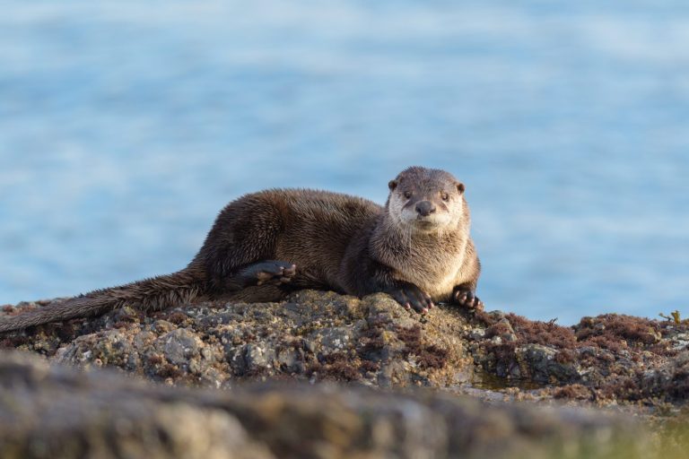 The sea otter Enhydra lutris resting on seaside rock. It is a marine mammal native to the coasts of the North Pacific Ocean. The heaviest in weasel family