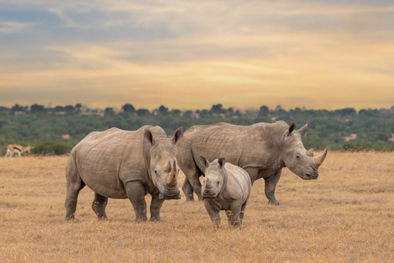 White rhino family during the sunset, square-lipped rhinoceros, Ceratotherium simum, Ol Pejeta Conservancy, Kenya, East Africa