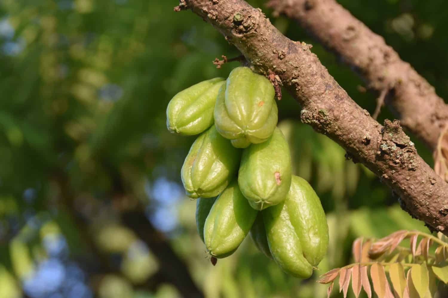 Averrhoa bilimbi (commonly known as bilimbi, cucumber tree, or tree sorrel) is a fruit-bearing tree of the genus Averrhoa, family Oxalidaceae