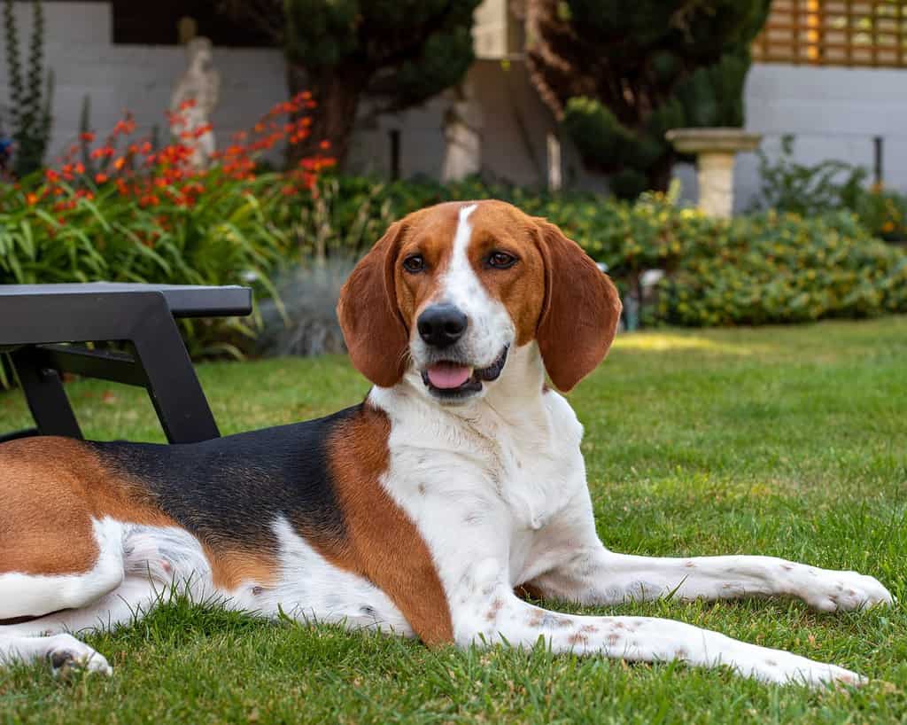 Beautiful tri colour Kerri Beagle dog laying down with tongue out