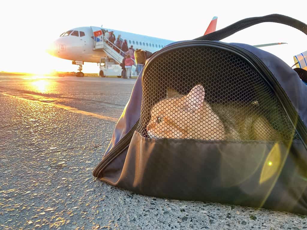 Cat in carrying case at airplane in sunrise. &ETH;&iexcl;at carrier at airport. Pet sitting in pet carrier. Travelling with pet. Red kitten in travel bag boarding in plane.