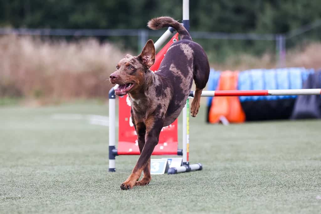 Red merle Catahoula Leopard Dog running agility course on outside competition during sunny summer time.Smart, working and obedient short coated Catahoula Leopard Dog doing agility hurdle