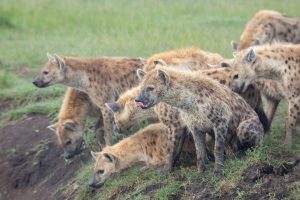 Hyenas Band Together To Swipe an Impala From a Pythons Grip Picture