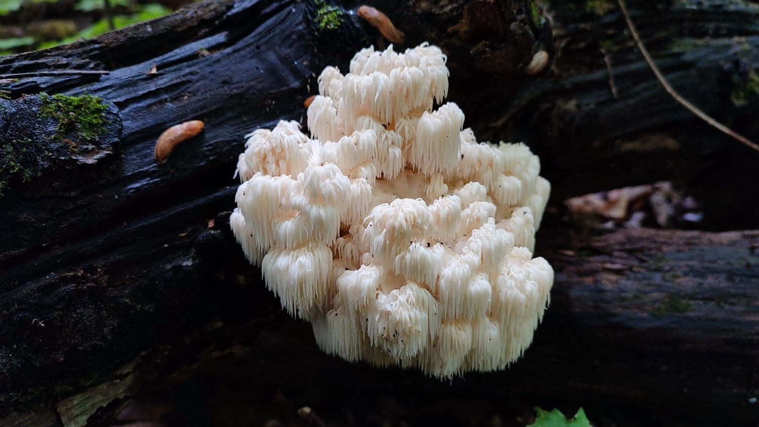 Hericium americanum, commonly known as the bear's head tooth fungus, is an edible mushroom in the tooth fungus group.