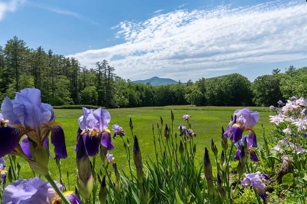 View of Mount Ascutney and Connecticut River Valley. Purple iris, and Columbine flowers in the foreground. View from Saint-Gaudens National Historic Site.