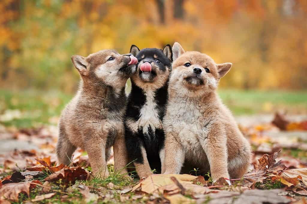 Three cute shiba inu puppies lick their lips and sit in the autumn forest