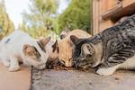 Groups of Animal Names: The Big List of Collective Nouns - A-Z Animals