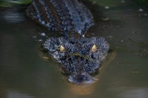 This Saltwater Crocodile Is The Master of Disguise… And Will Haunt Your Dreams Picture