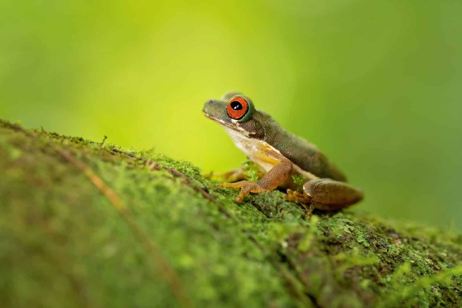 Rufous-eyed brook frog or rufous-eyed stream frog (Duellmanohyla rufioculis), is a species of frog in the family Hylidae.