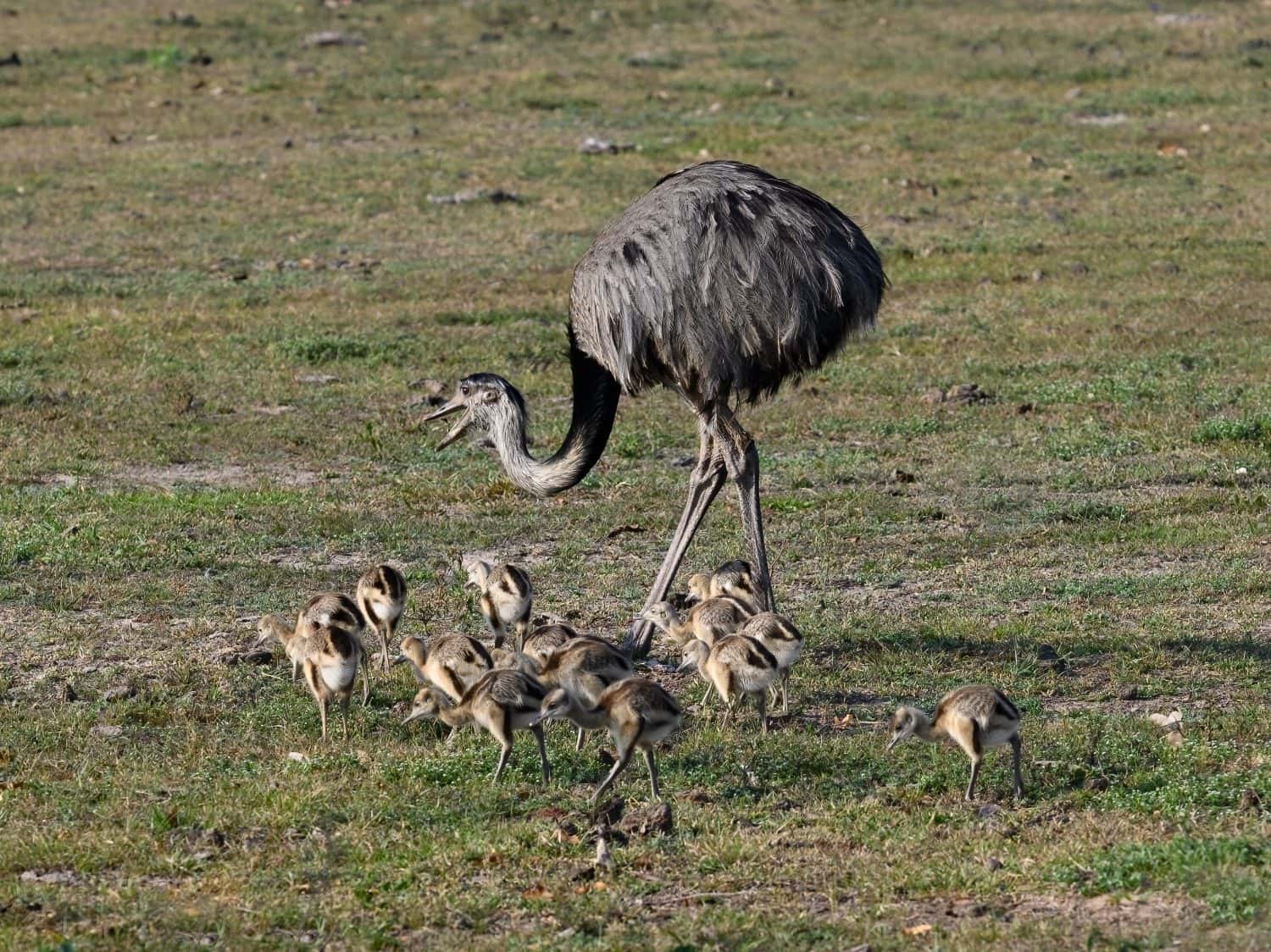 Greater Rhea with chicks foraging in savannah of Pantanal, Brazil