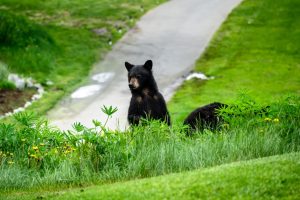 This Golf Course Doesn’t Stand a Chance Against This Bear and her Cubs Picture