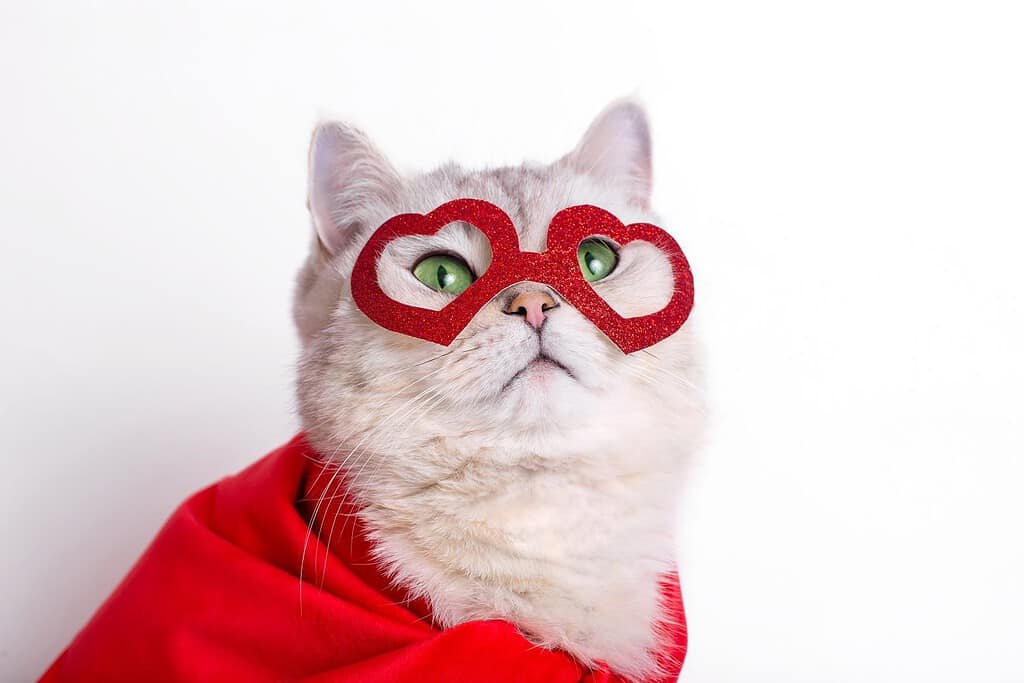 a cute white cat in a red mask in the form of hearts and a red cape.
