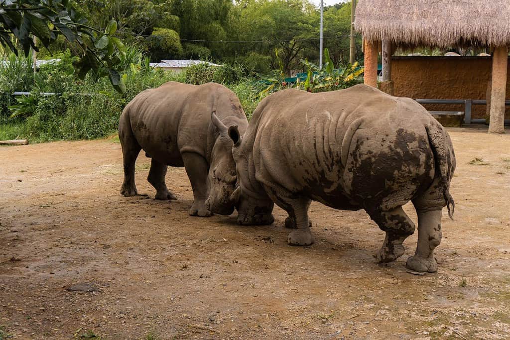Rhinoceros pair fight, male and female, face to face, horn to horn