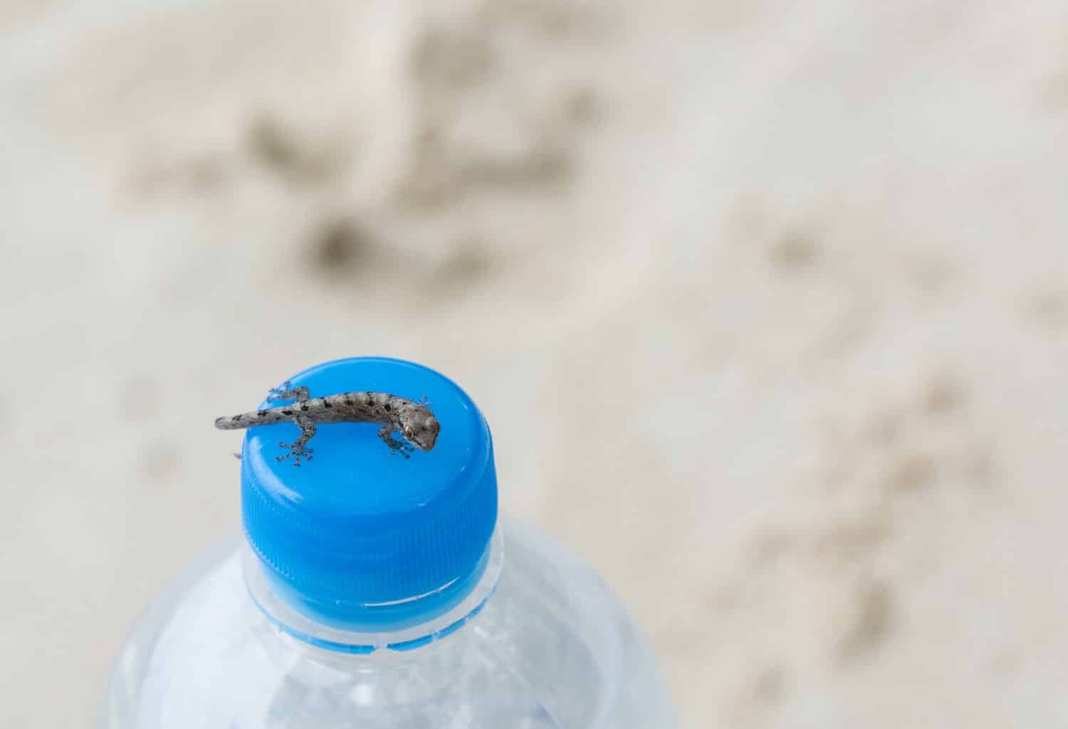 A baby salamander sitting on a blue bottle cap in the Seychelles